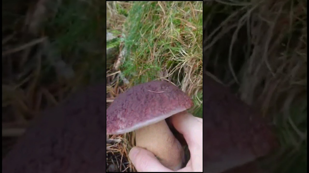 Boletus #boletus #funghi #porcini #seta #cogumelo #mushroom #ciuperci #pilze #cepes #houby #hongos