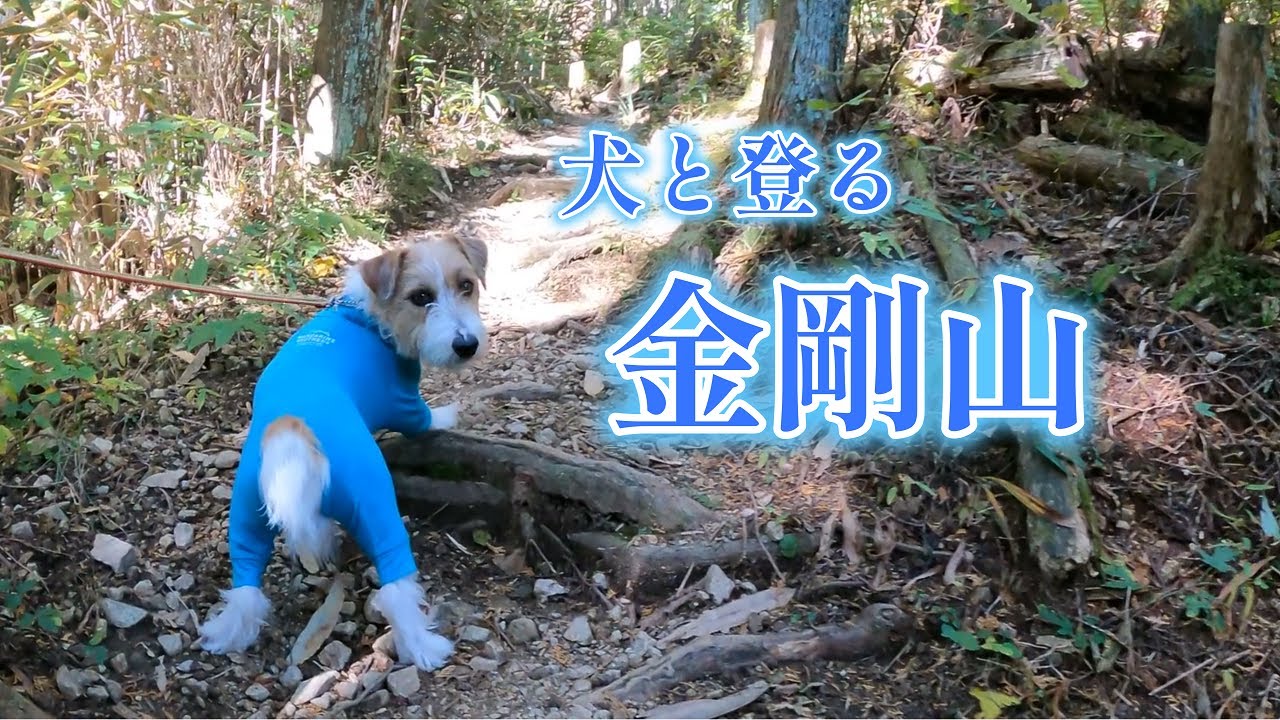 ここでもやはりポテンシャルを発揮したジャックラッセルテリア【金剛山林道久留野線】