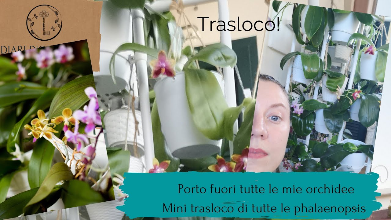 Portare le orchidee all'esterno