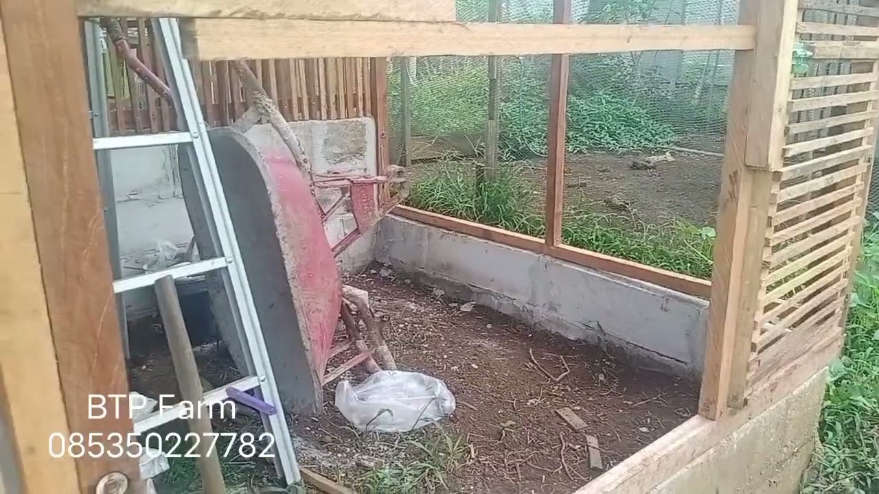 Review kandang ayam sederhana 4x4 meter #ayam