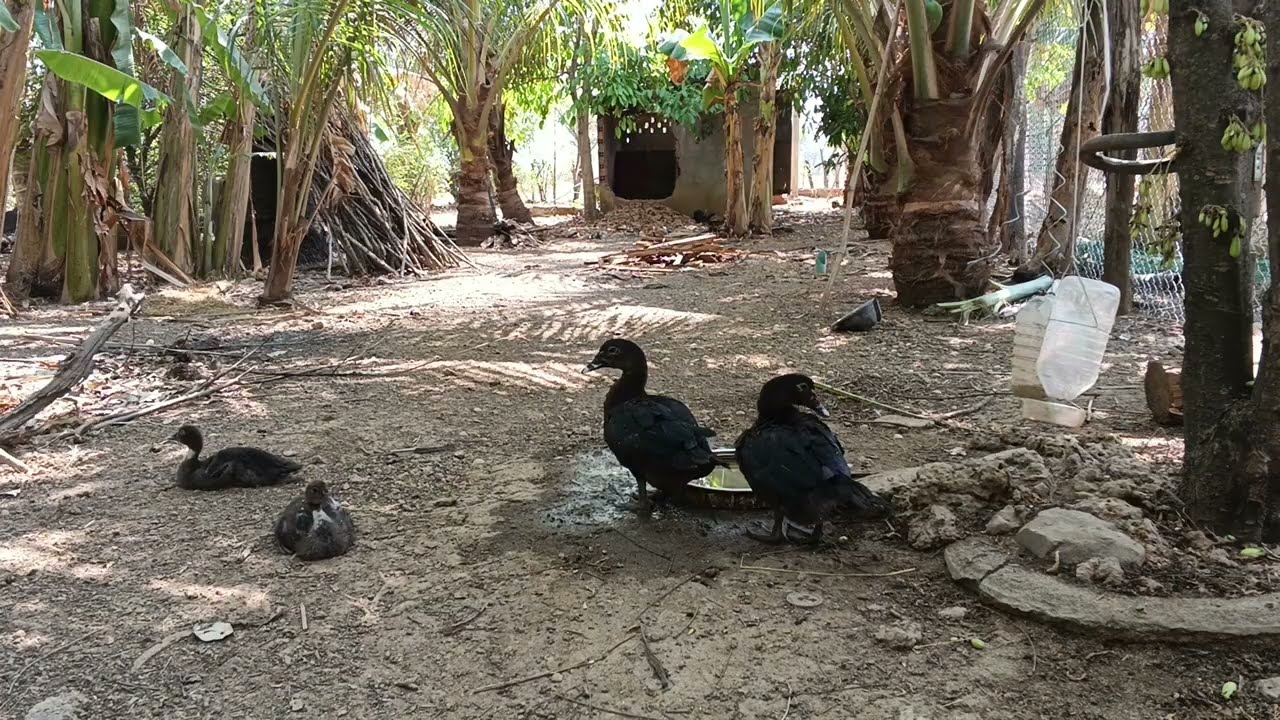 These four ducks drink water and look at each other.