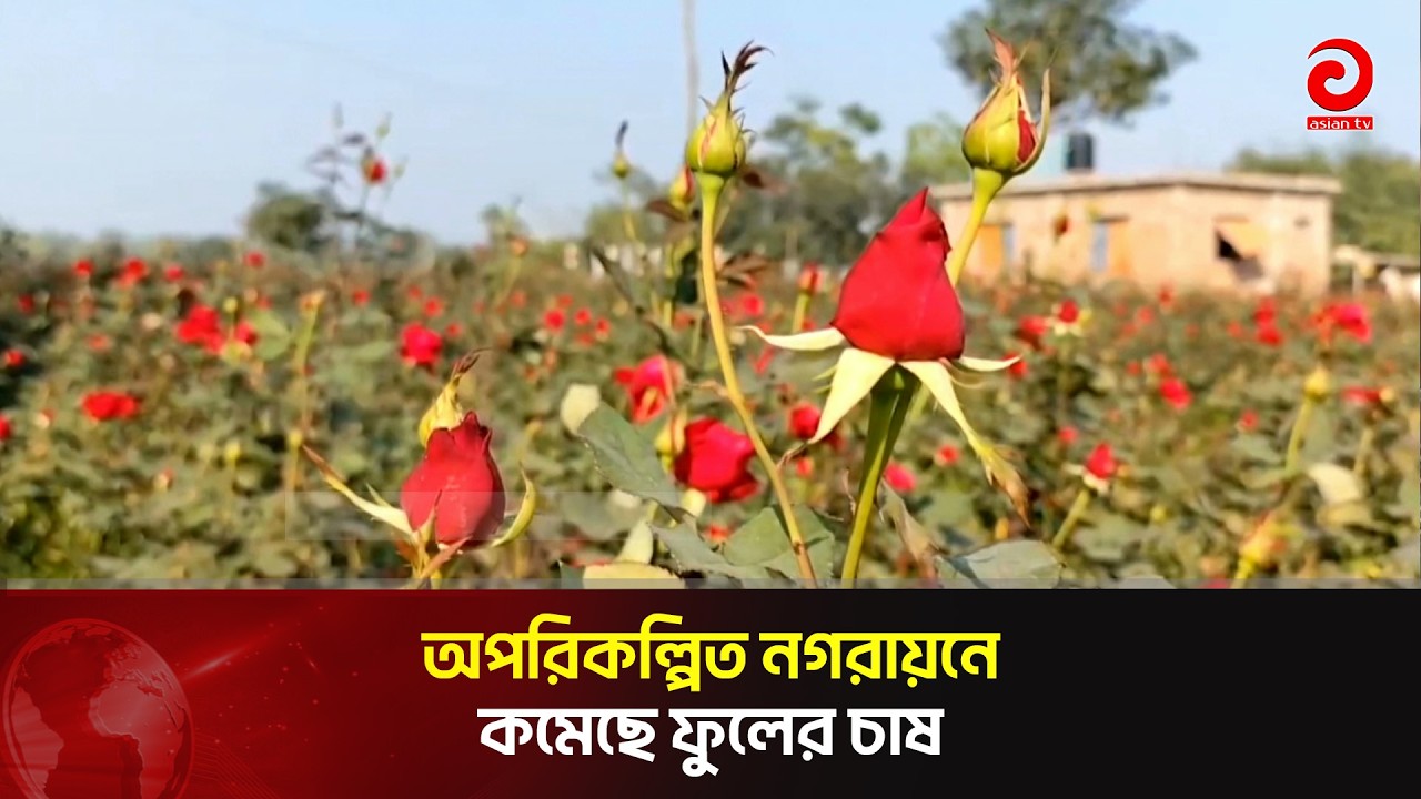 অপরিকল্পিত নগরায়নে কমেছে ফুলের চাষ | Asian Television