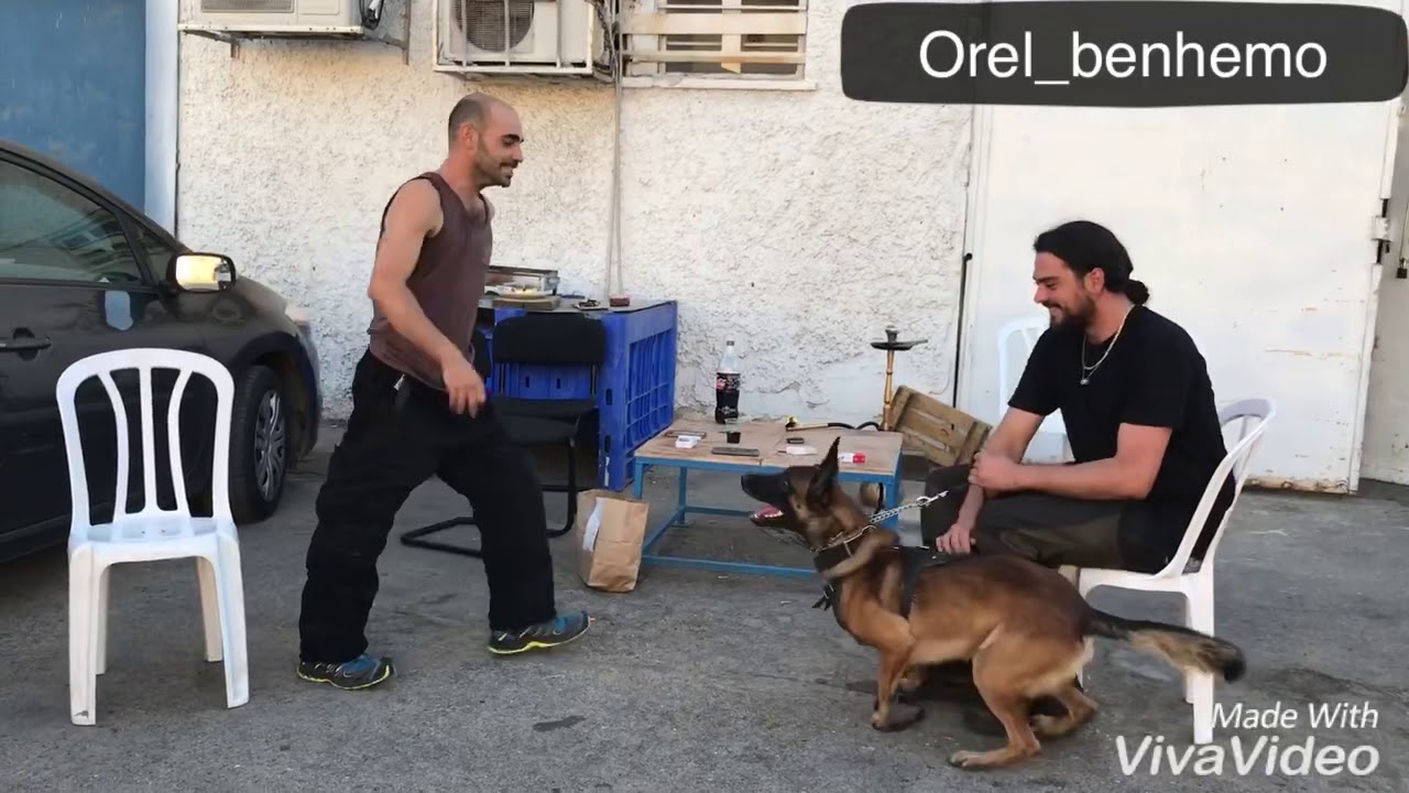 Malinua malinois רועה בלגי אוראל בן חמו אילוף כלבים k9