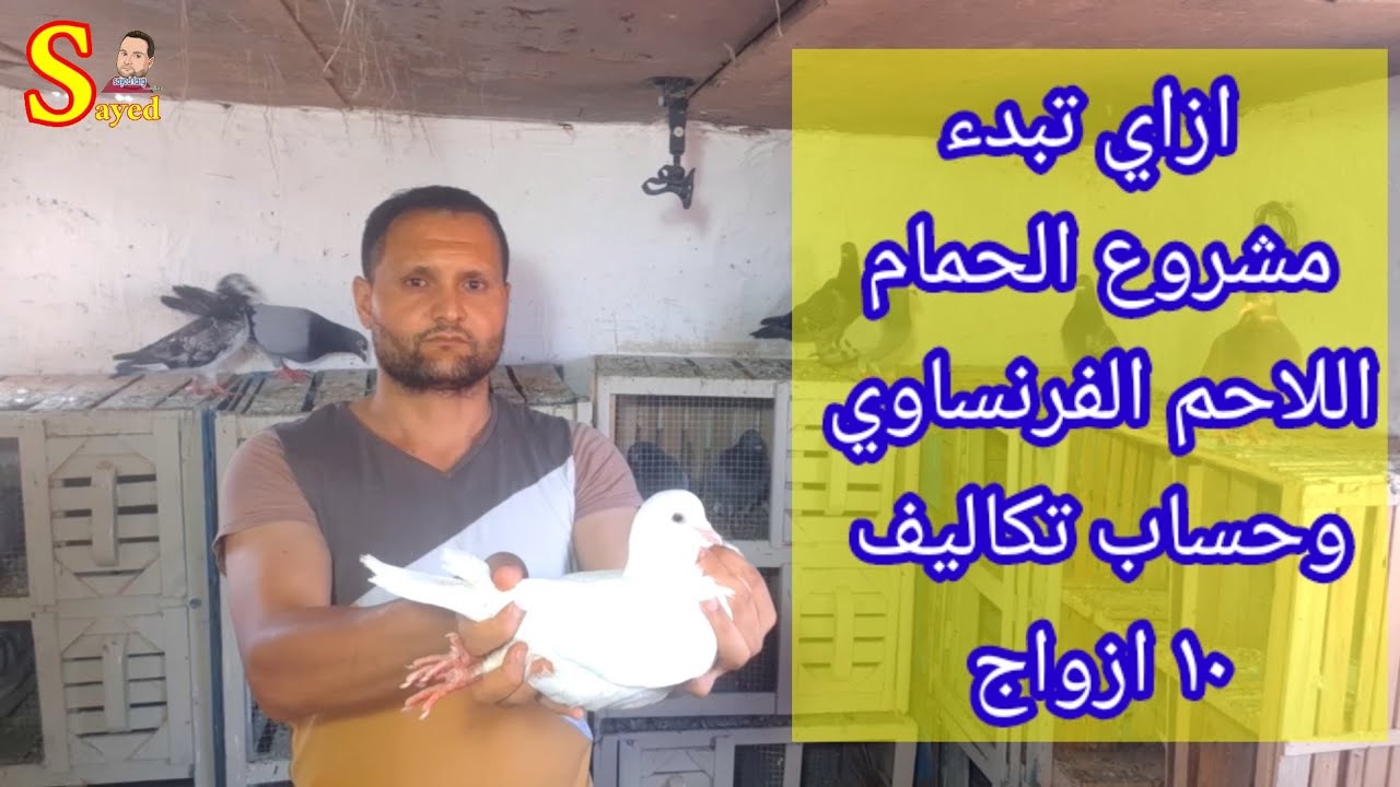 شرح تفاصيل#مشروع تربيه #الحمام اللاحم الفرنسي وحساب تكلفه ١٠ اجواز اسعار# السلاكات #الاكل #العلاج