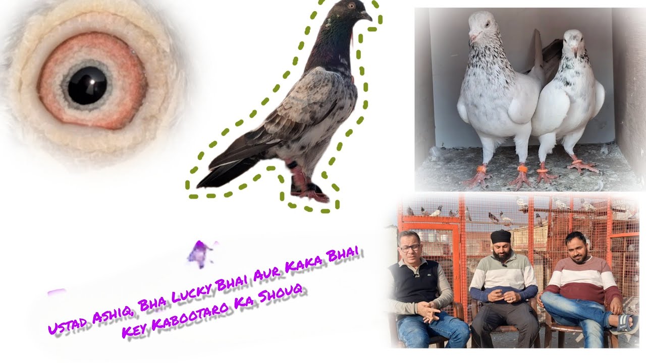 Lucky Bhai Ustad Ashiq Bhai Aur Kaka Bhai Key Kabootaro Ka Shouq.