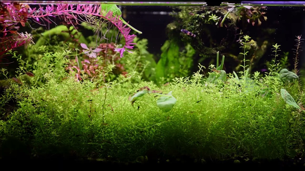 Wildtype Neocaridina 4K - Spinach Feeding Static Shot - Deep Focus Second Monitor