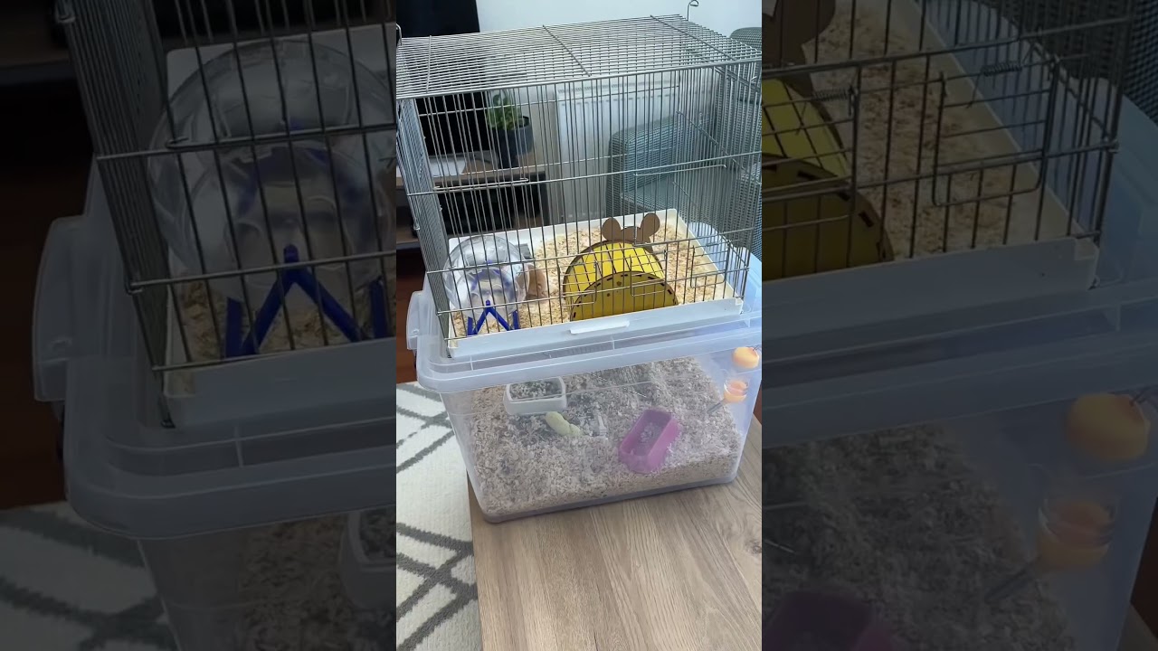 4 bin liralık hamster kafesini evde 0 TL&rsquo;ye yaptık 🎉🫠 #hamsterhouse #dublex #meyzileyoutubeshorts