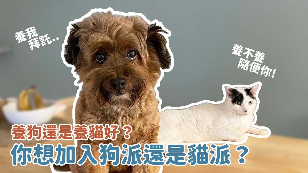 養狗還是養貓好？看完之後你想加入狗派還是貓派？｜浪浪大小事