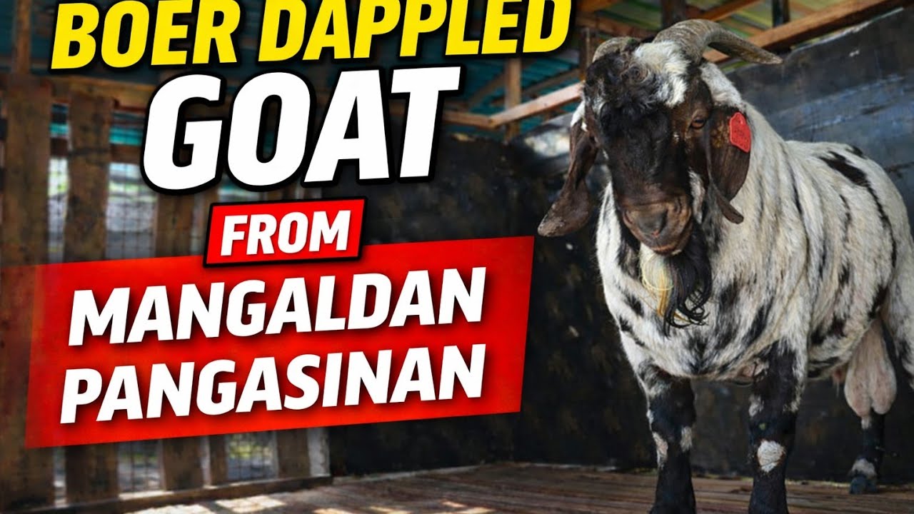 U,S to U,S BOER DAPPLED GOAT | Ang Ganda ng Kulay!