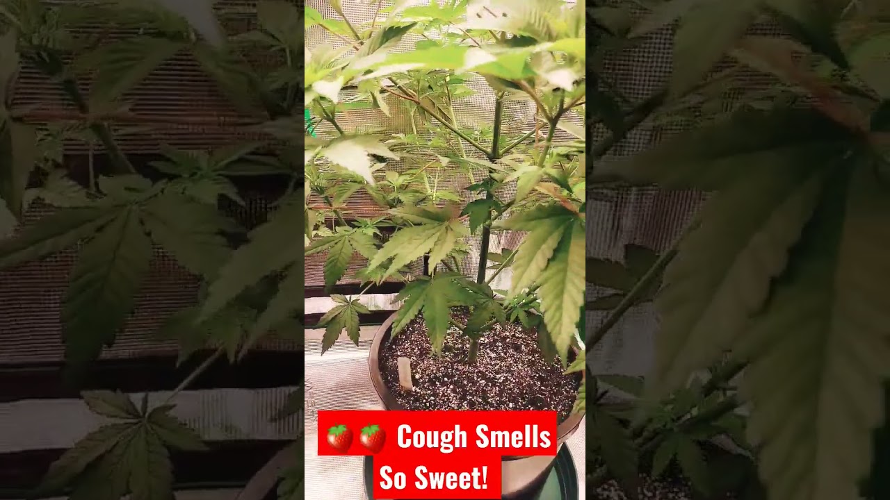 Sweet Strawberry Cough