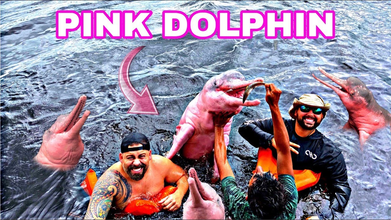 SWIMMING WITH PINK DOLPHIN IN THE AMAZON FOREST