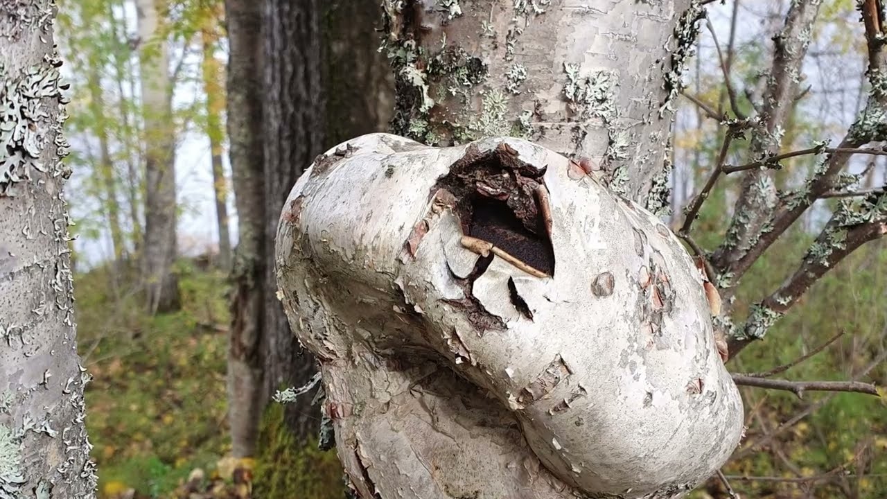 From the woods, forests and lakes in the North of Finland Kuusamo