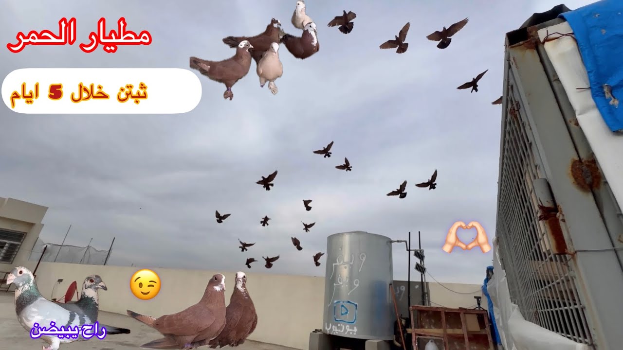 مطيار الحمر 😱 شلون تثبت الطير خلال 5ايام ؟