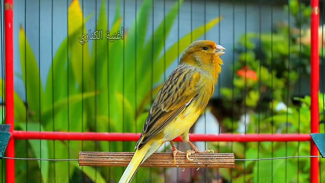 Relaxing Canary Chants &ndash; Belgian Bird Songs for Peaceful Nights &ndash; ASMR