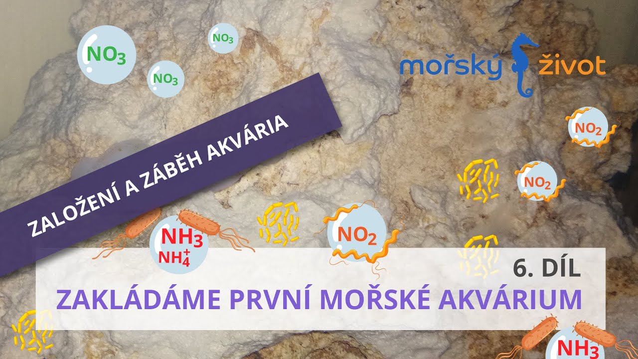 Zakládáme první mořské akvárium 6. dil - Založení a záběh