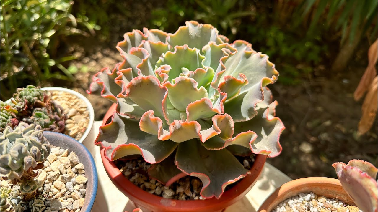 ( الجزء الأول ) جولة فى حديقتى . العصاريات بعد الامطار و مواسم نموها My succulent garden after rain