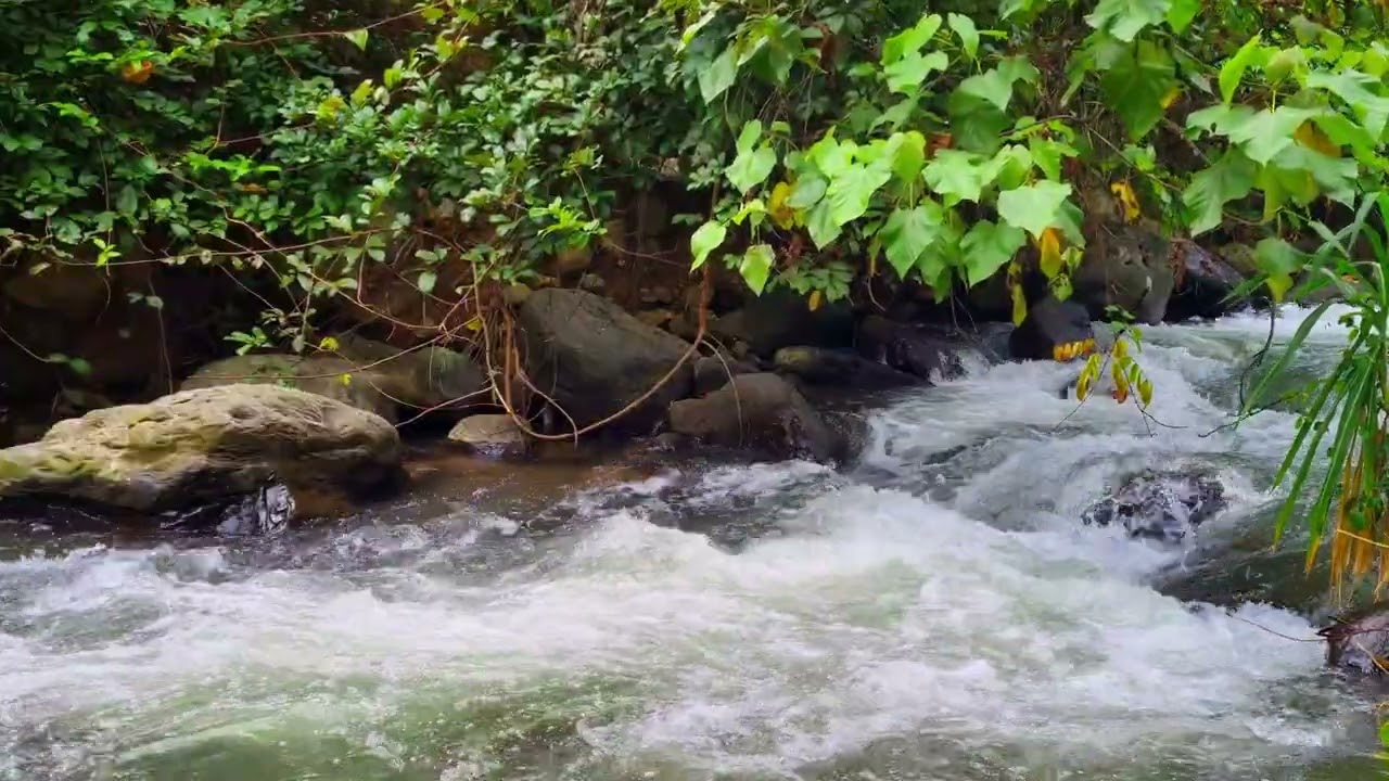 Calm River Flow for Deep Focus • 1 Hour Gentle Water Ambience for Study & Productivity 4K