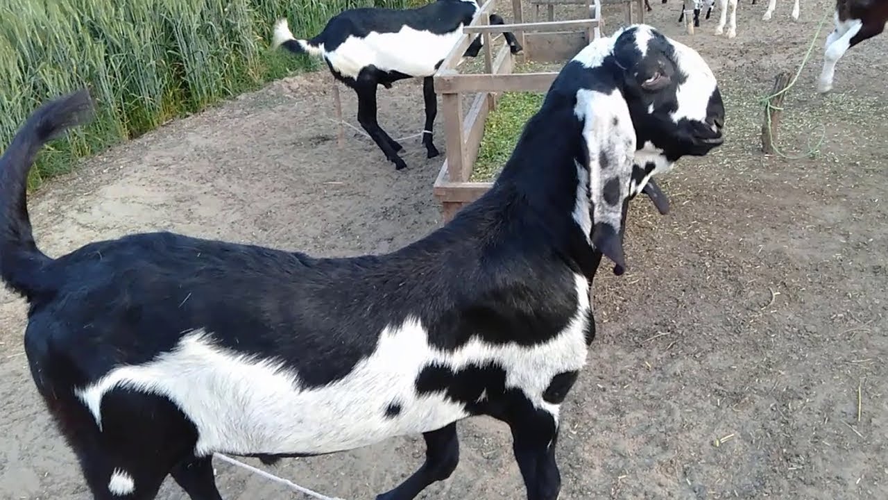 Fancy Goats Black And White Prints Full Breeding  Instruction (گوٹ فارم ) Video 2019
