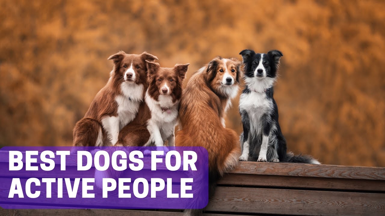 11 Energetic Dogs for Active People