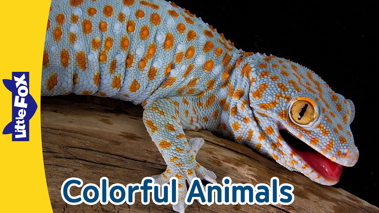 Colorful Animals | Gecko | Parrot | Flamingo | Ladybug | Clown Fish | Monarch Butterfly |Turkey