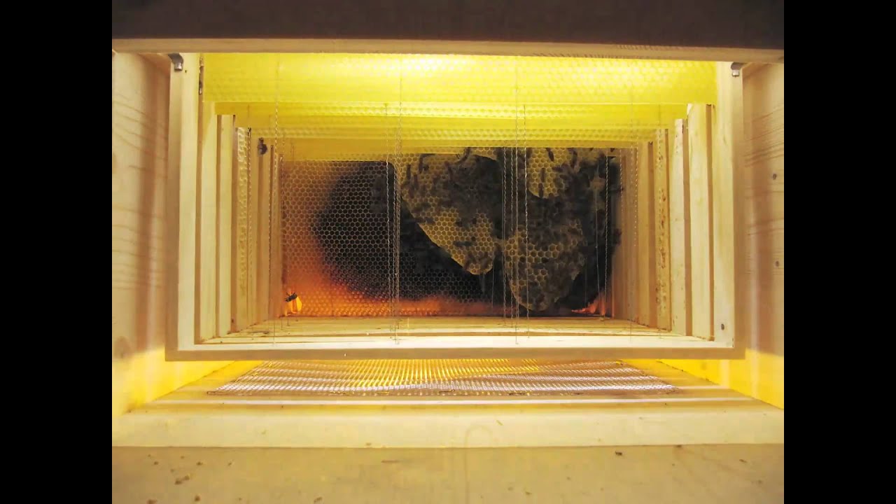 Wabenbau / Honeycombs being built [2 months timelapse]
