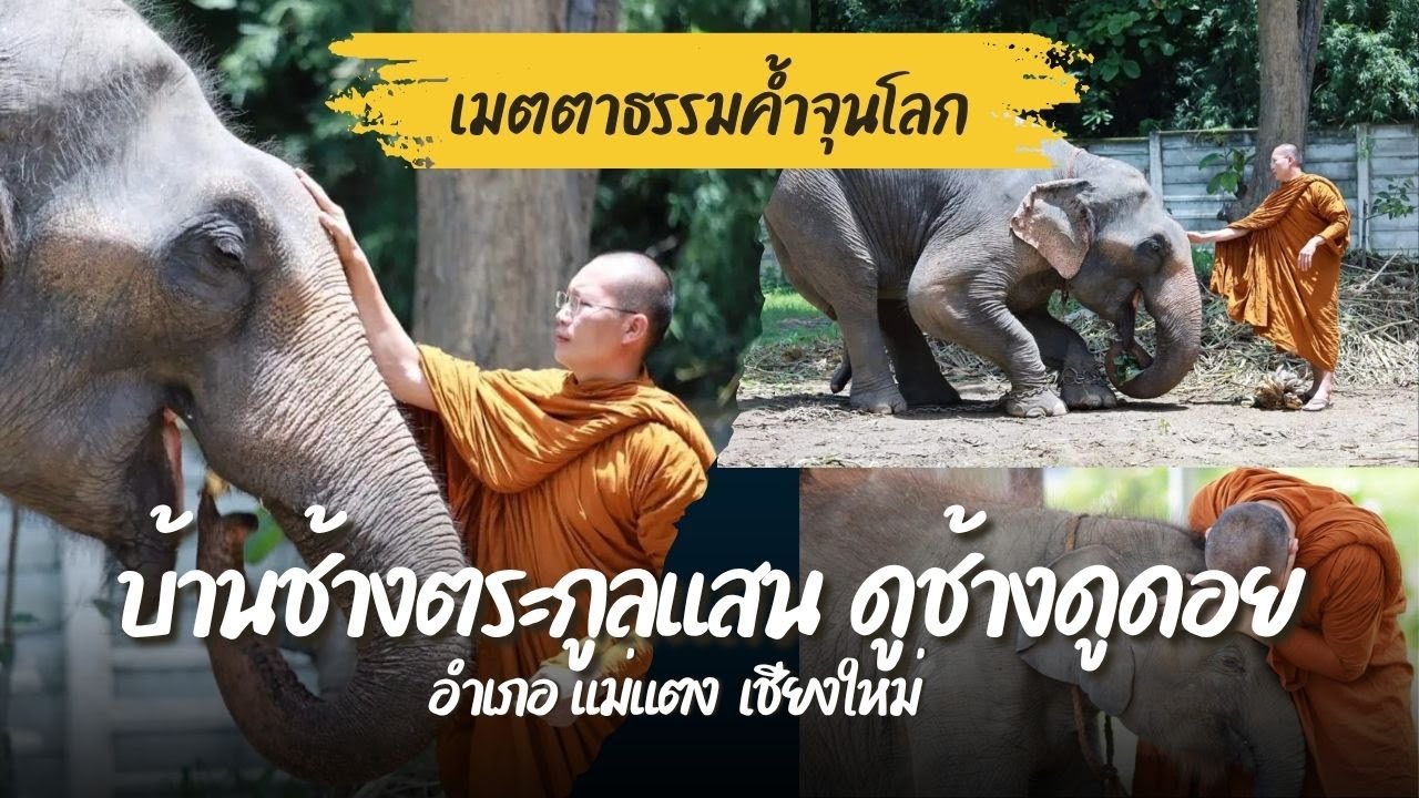 ความไม่ธรรมดาของช้างตระกูลแสน ใต้ร่มใบบุญของพระครูอ๊อด | Pet Lover by Je rhigh Ep.31