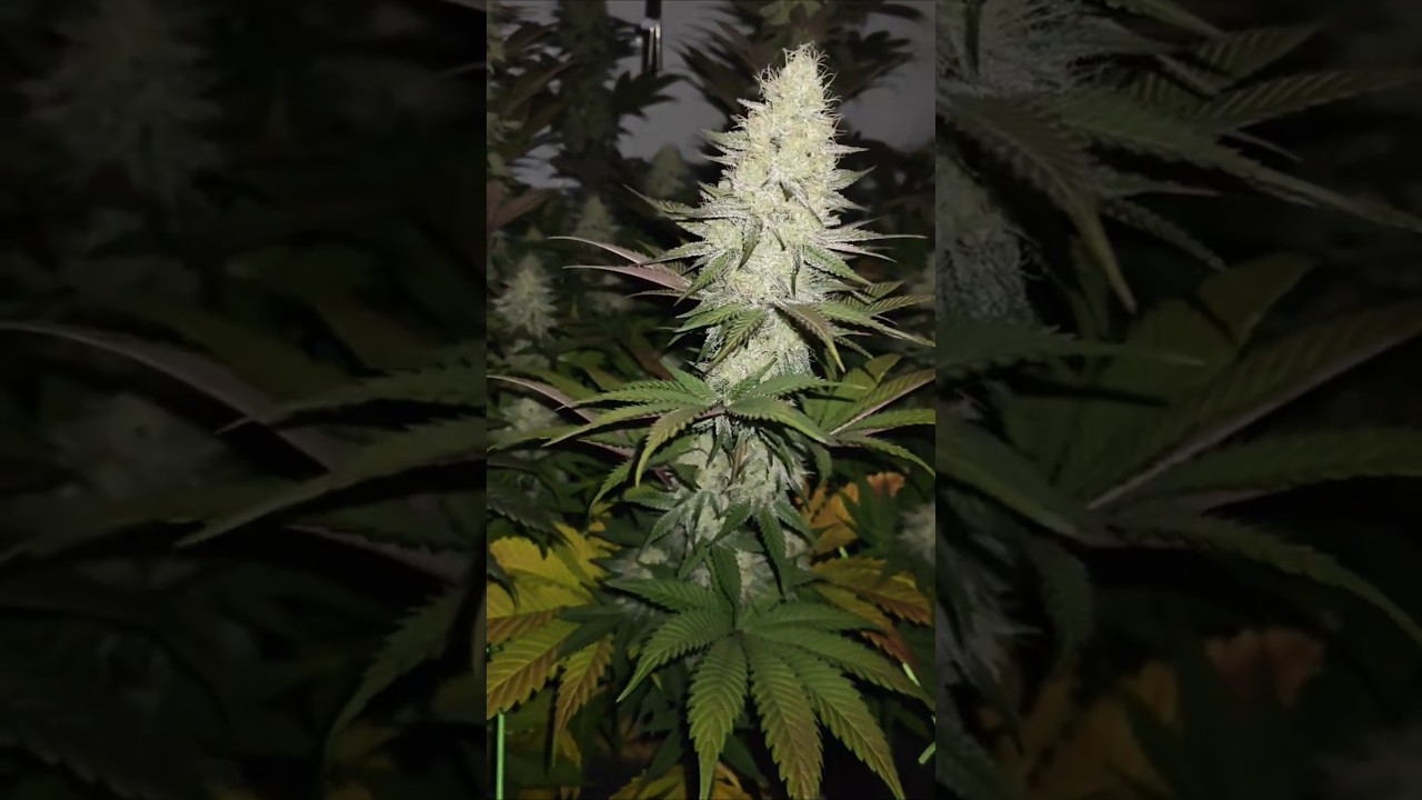 Lemon Cherry Gelato - Flower day 40 #cannabiseducation #grow #plants #hempeducation #flowers