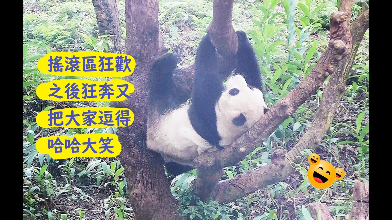 妹妹搖滾區狂歡之後狂奔又把遊客逗得哈哈大笑20260219