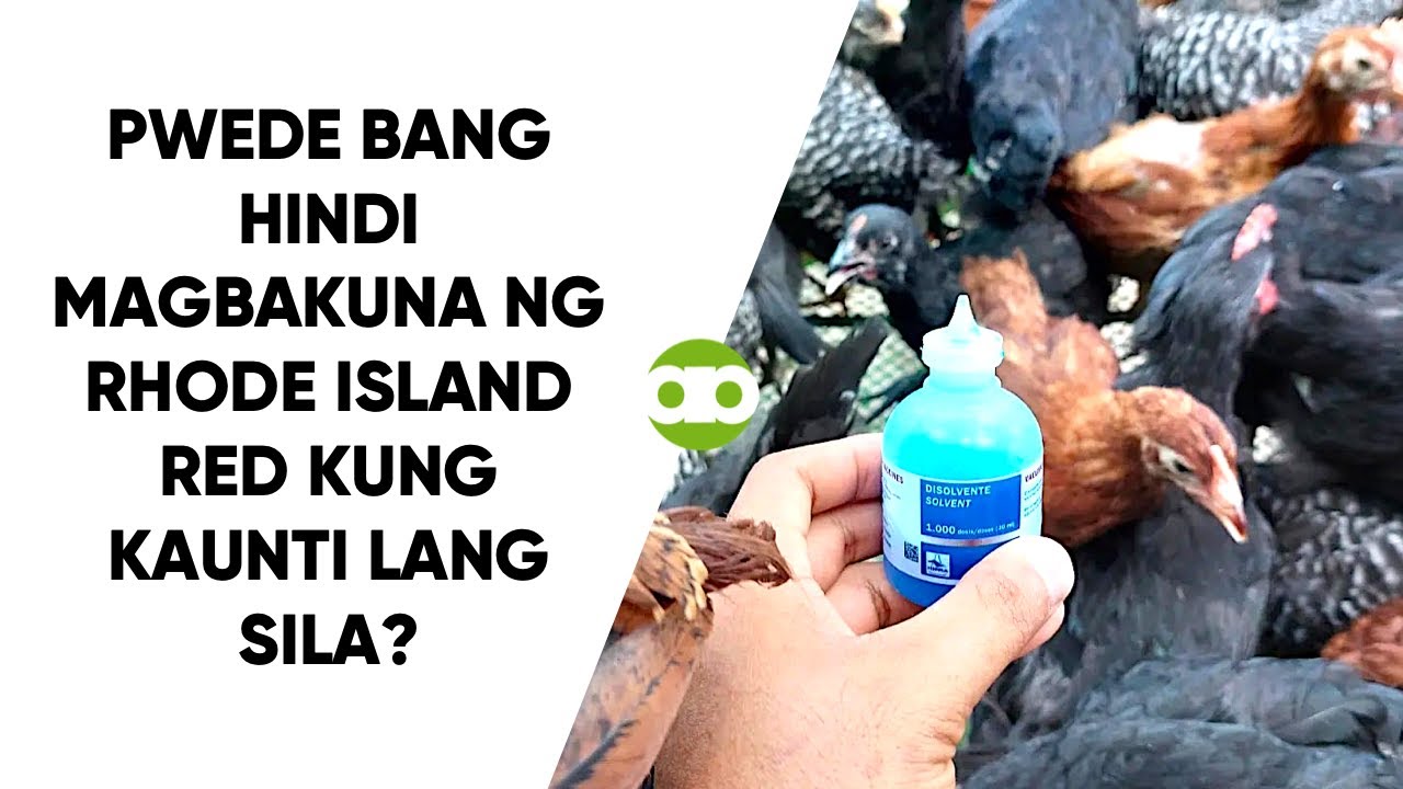 Pwede Bang Hindi Magbakuna ng Rhode Island Red Kung Kaunti Lang Sila?