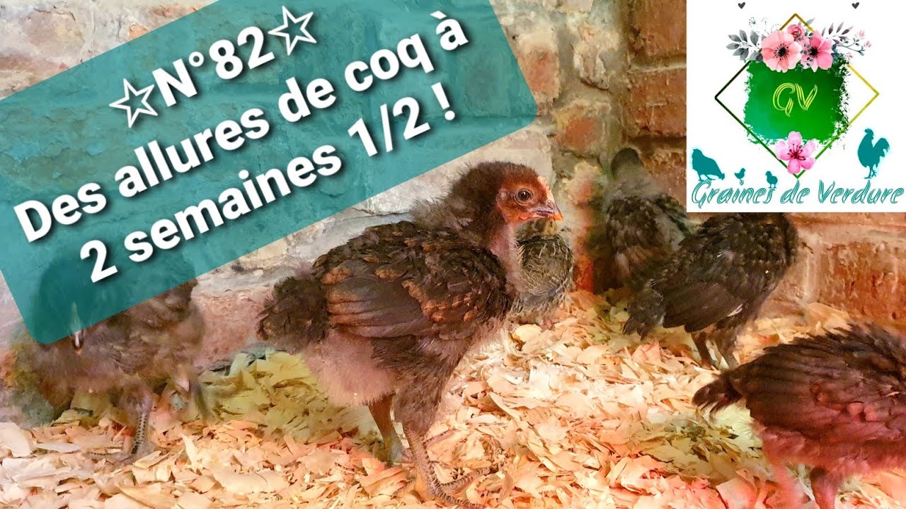 ☆N°82☆ Des poussins qui grandissent vite !