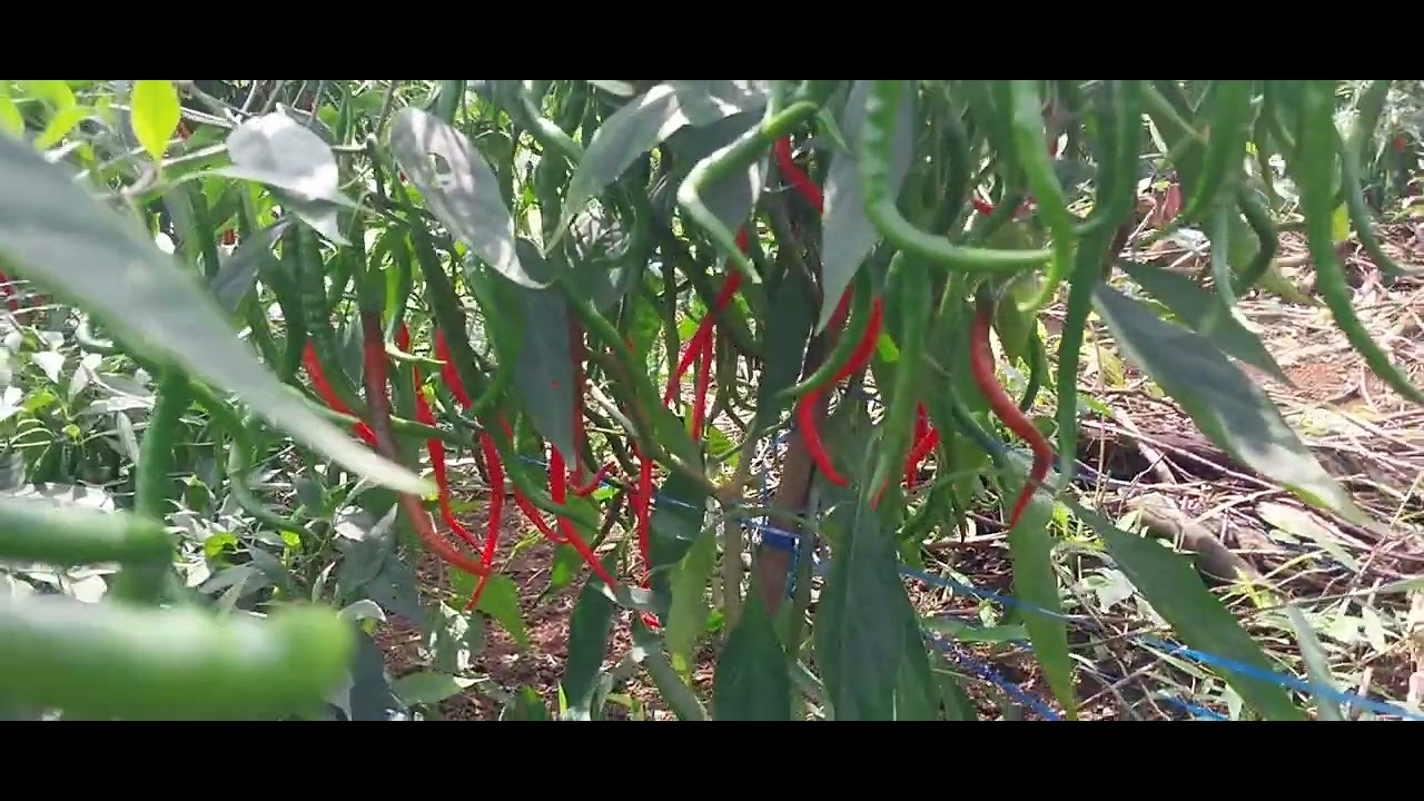 Cabe merah keriting VS cabe setan
