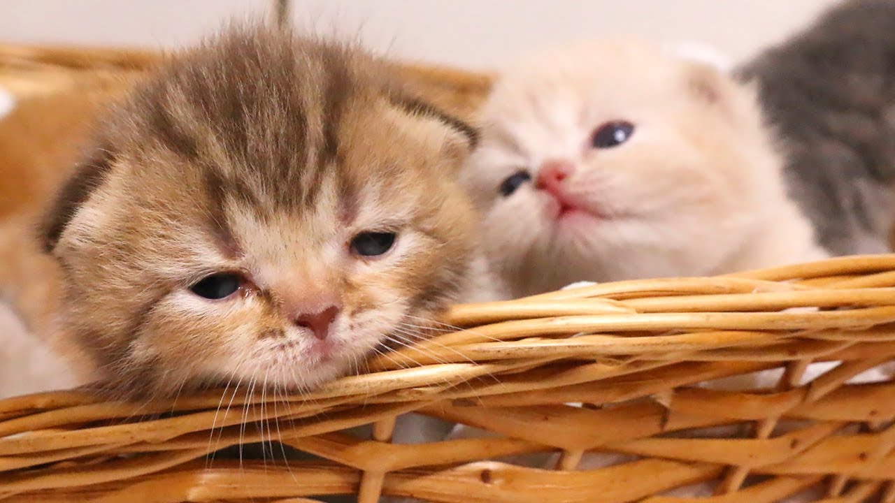 Lulu’s Tiny Fight: Why I Was Gone & Kitten Updates! Subtitles