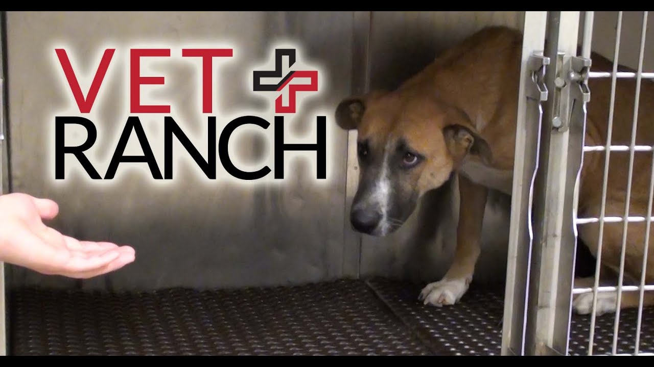Terrified Pup with Broken Leg