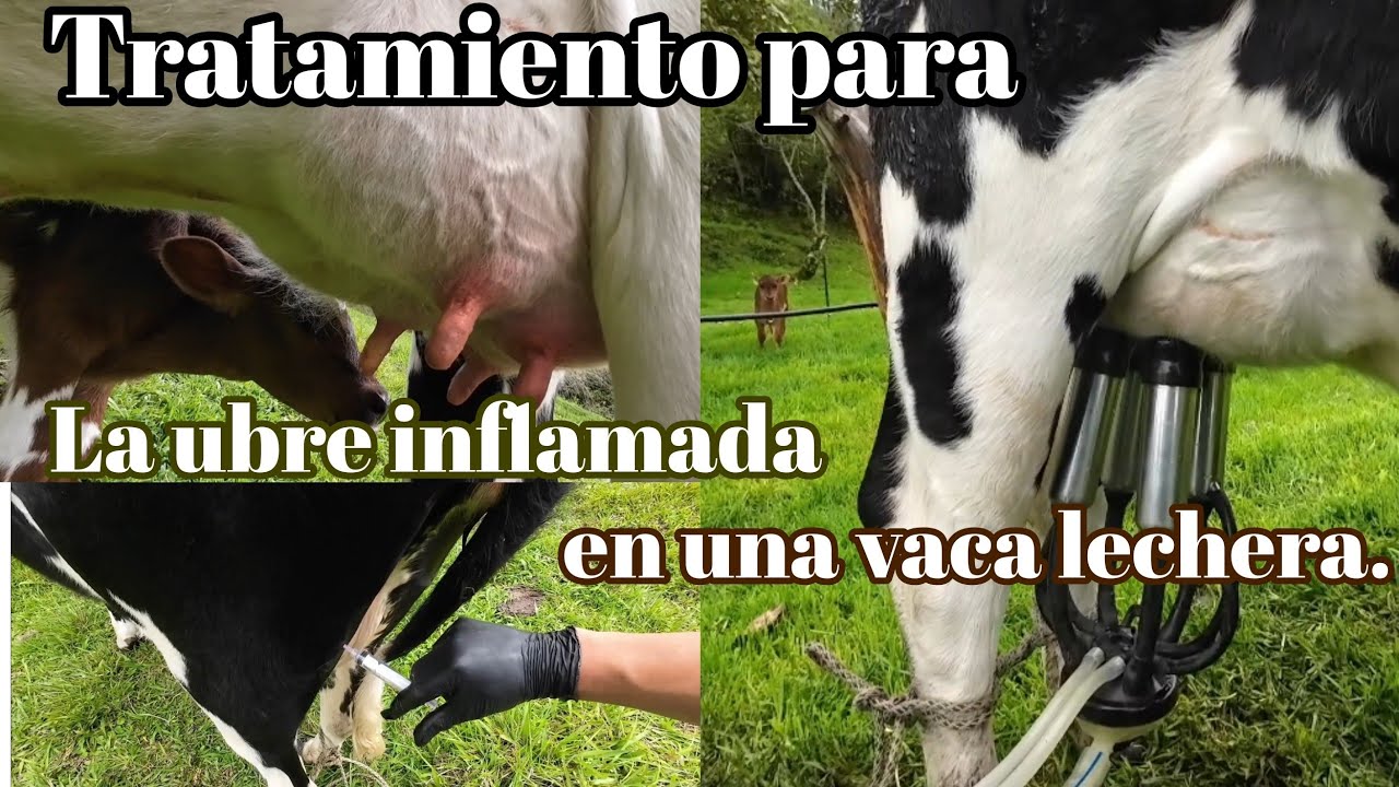 Mi vaca lechera primeriza, tiene la ubre hinchada después del parto. 😨😅 Solución 😌😁👍.