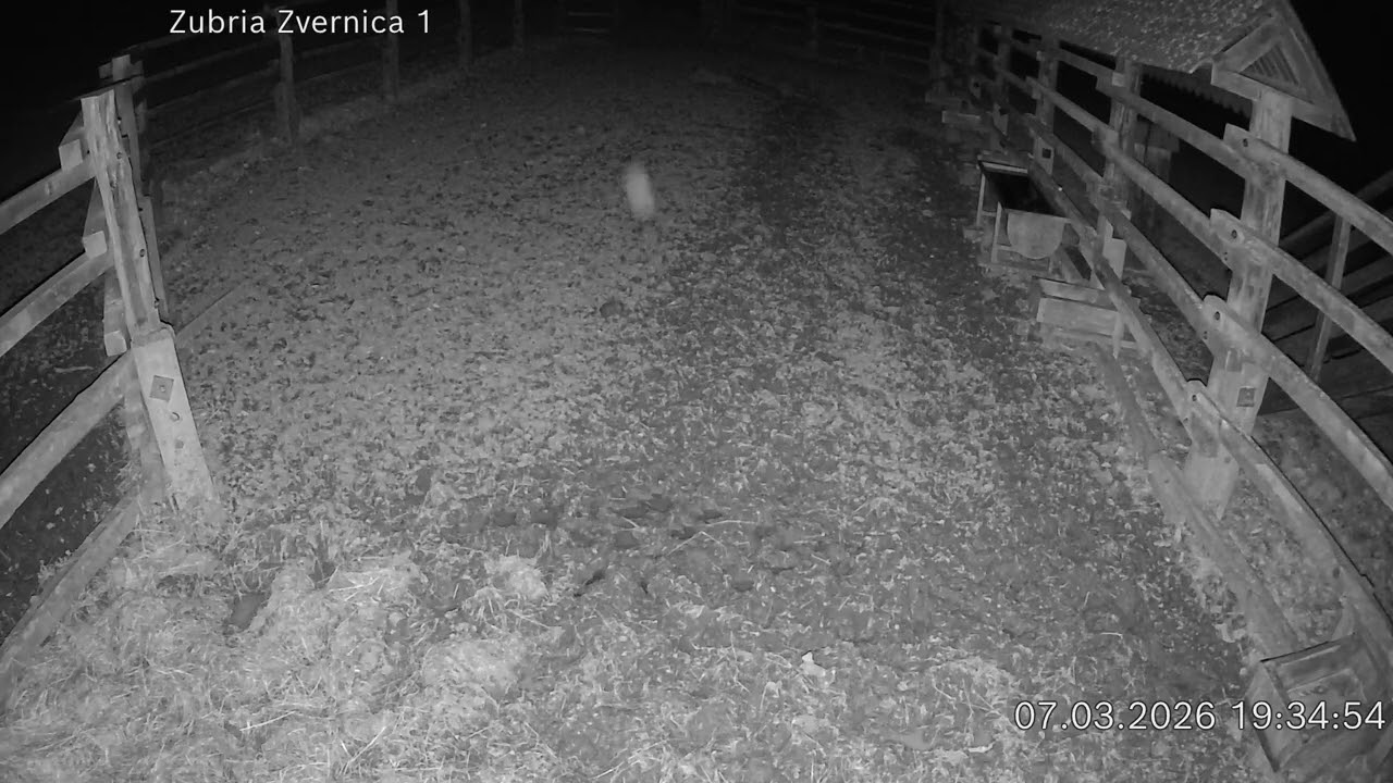 Zubria zvernica (cam212) 07.03.2026 o 19:38