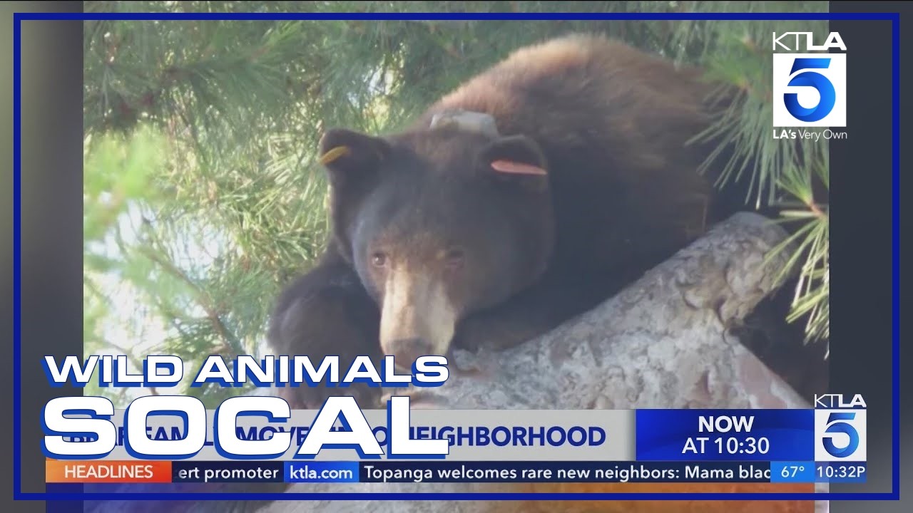 Bear family moves into Topanga neighborhood | Wild Animals SoCal