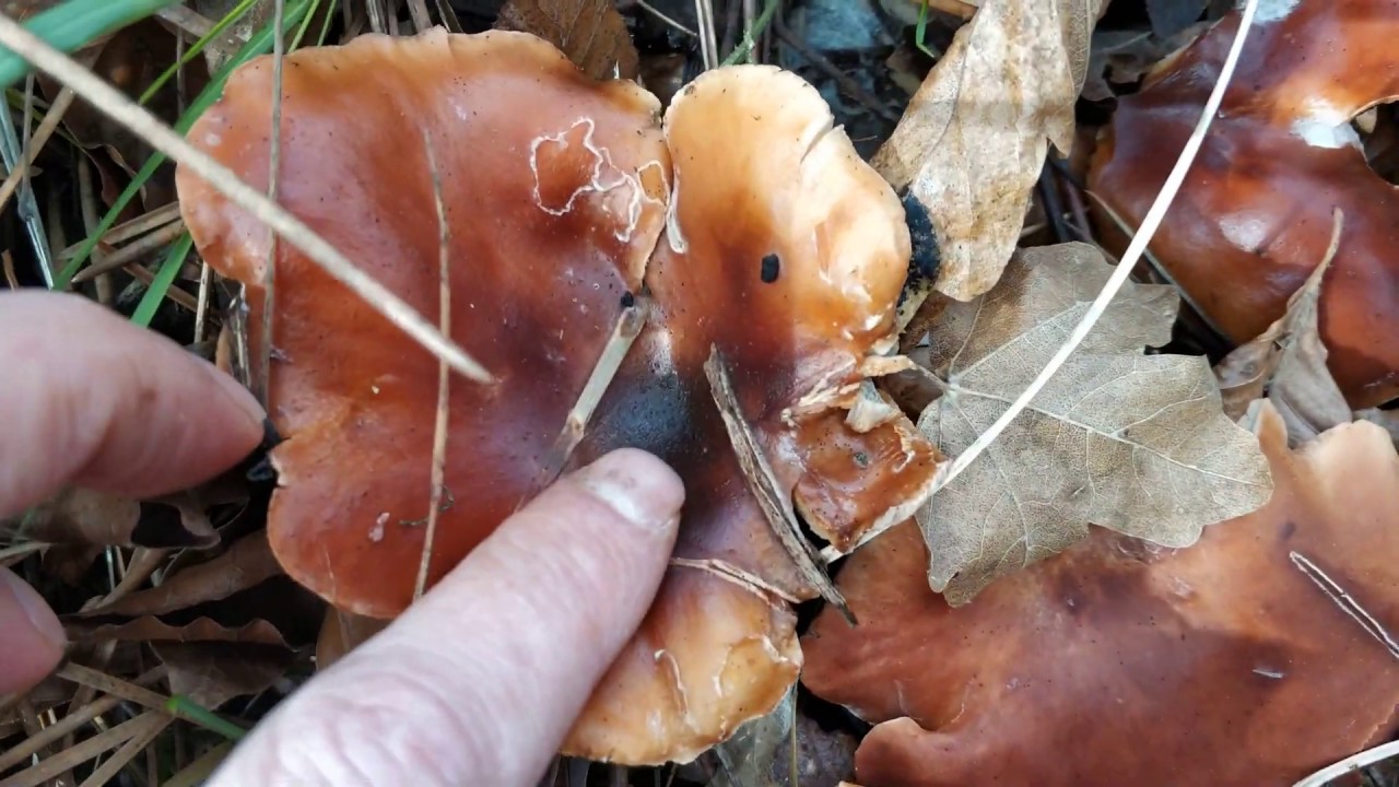 Lepista inversa y Lepista flaccida son la misma especie. Ahora se llaman Paralepista flaccida