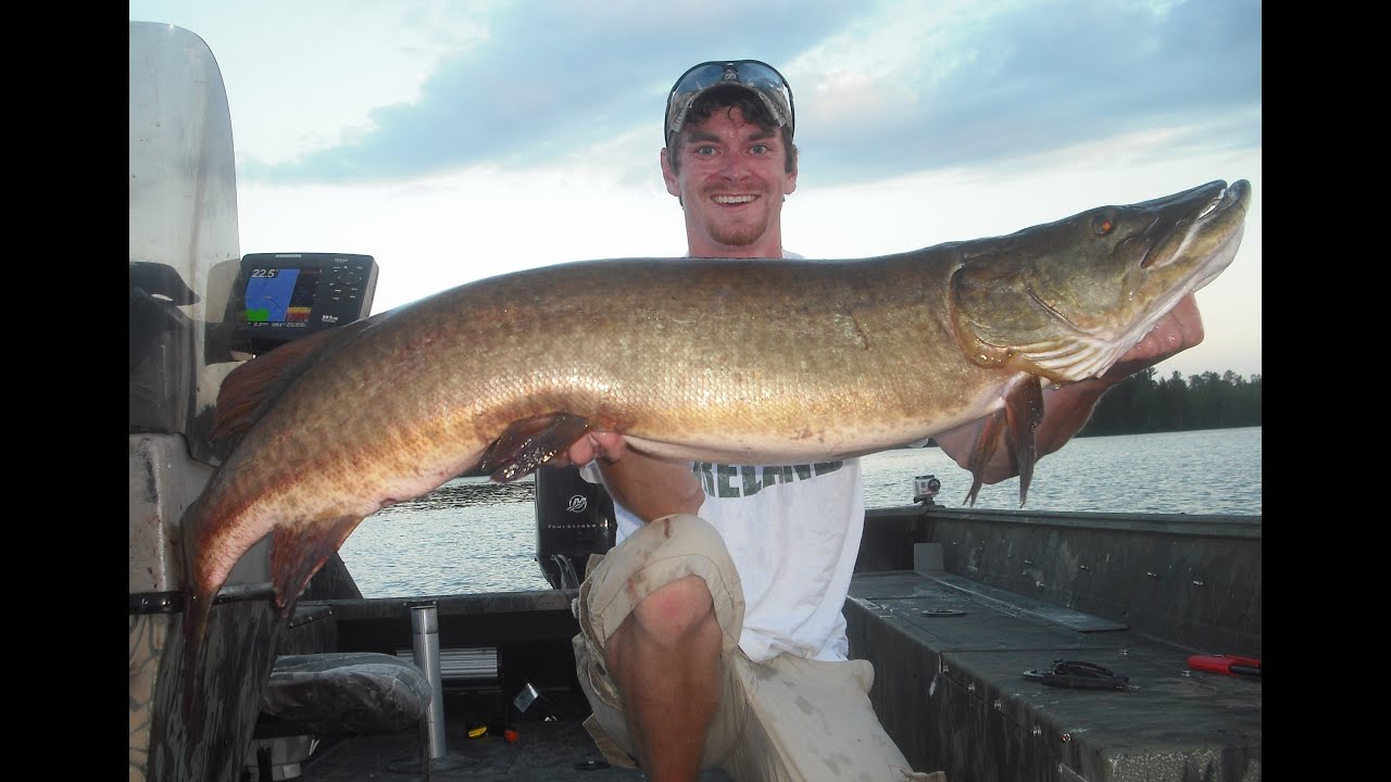 July 2013 WDH Musky Short II cut 3 HUGE Muskies