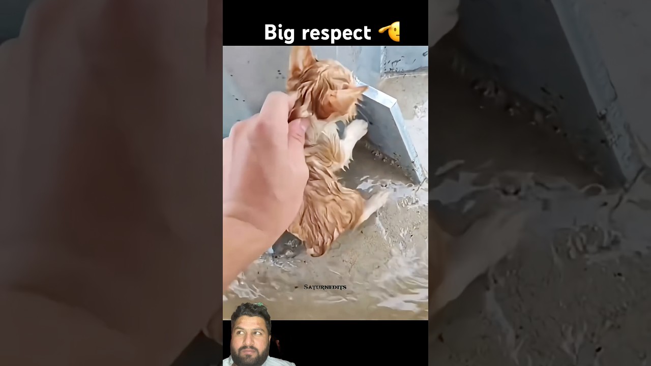 Big respect 🫡 #amarica #english #respect #entertainment #moments