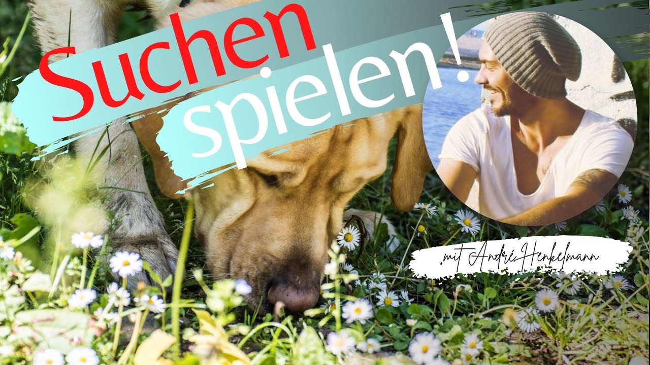 So bringst du deinem Hund die Suche bei! Tolle Spielmöglichkeit!