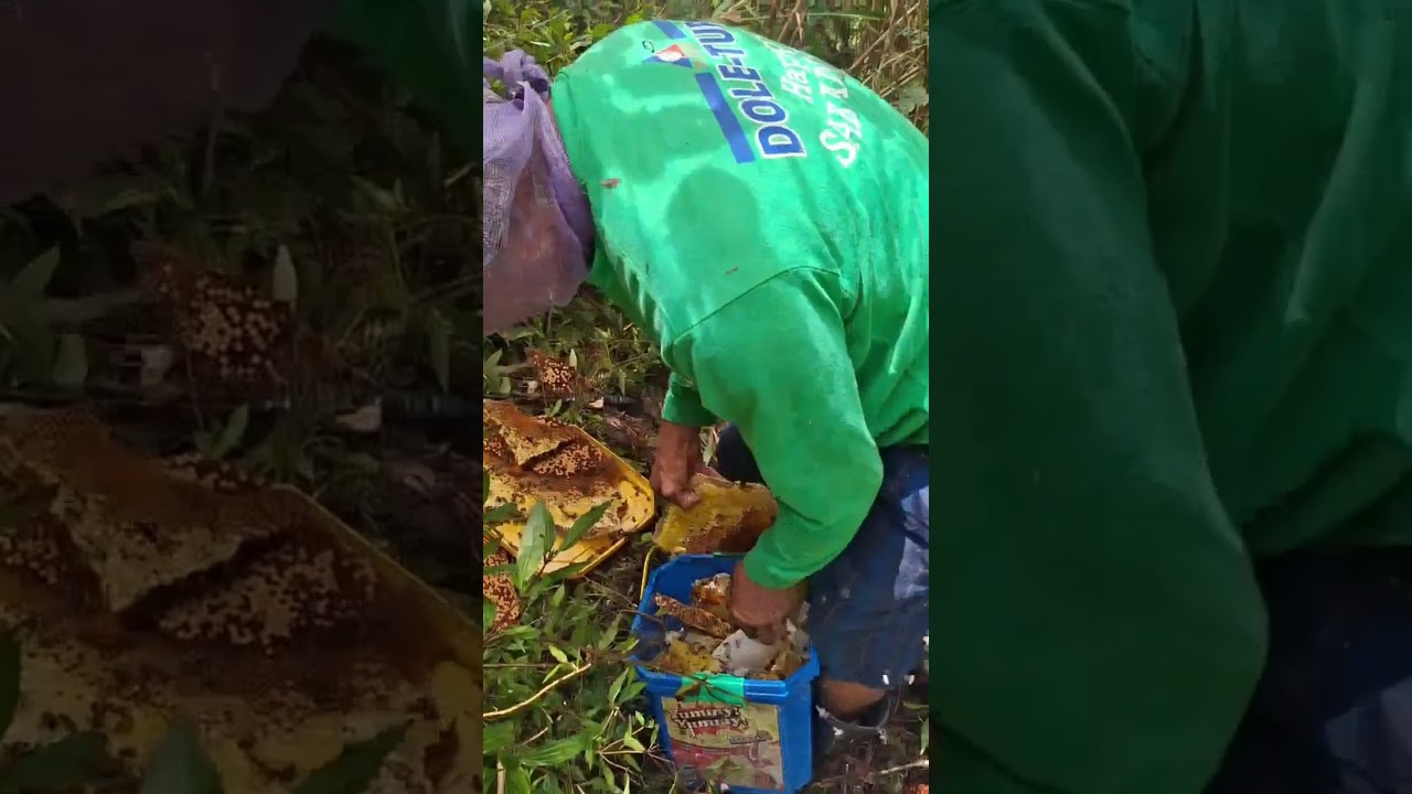 PART 5: PANGUNGUHA NG PULOT-PUKYUTAN SA PROBINSYA #cordillera #organichoney