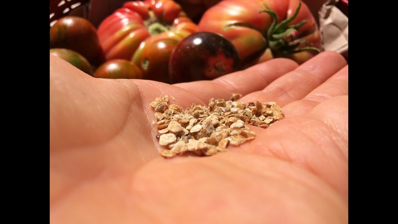 Come conservare i Semi di un Pomodoro Antico