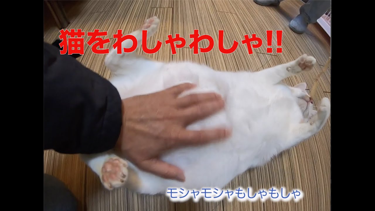 【保護猫カフェ】【ファニーキャット】狭山市にある保護猫カフェファニーキャットのジェイ君に会ってきたトライアル直前。
