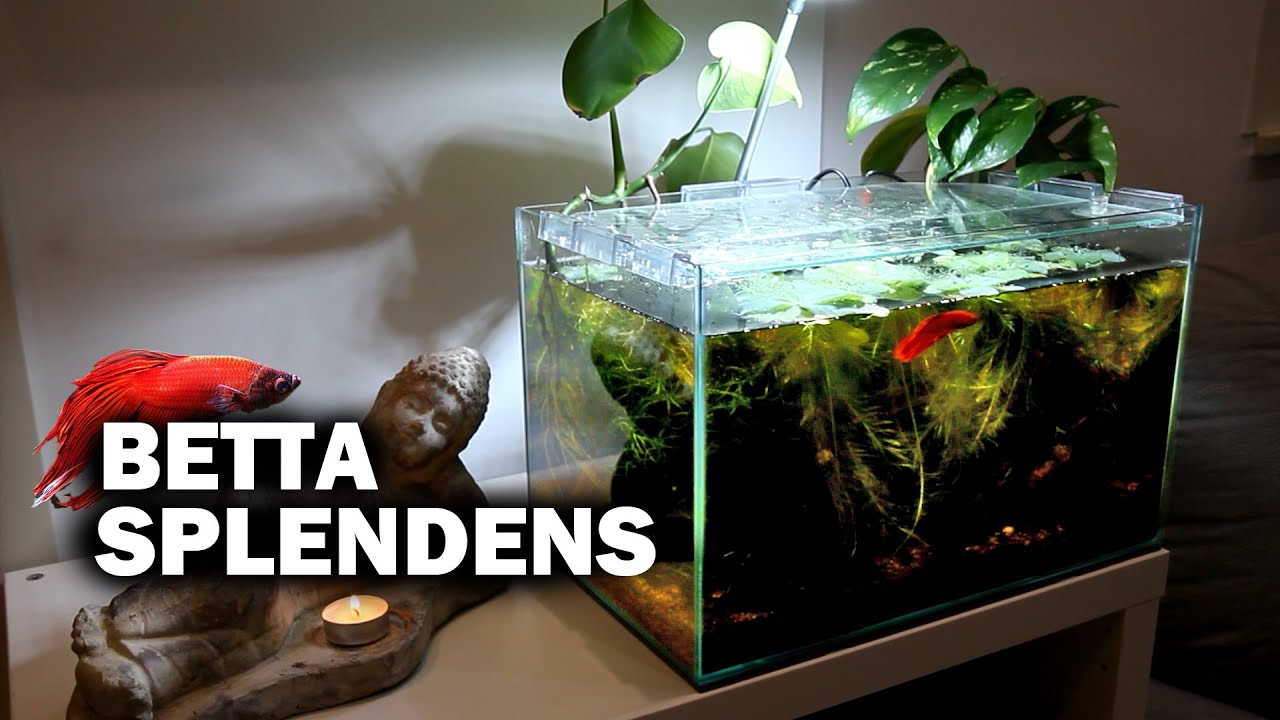 BETTA Splendens - Acquario Ideale, Allestimento e Tutorial (Ep.1)