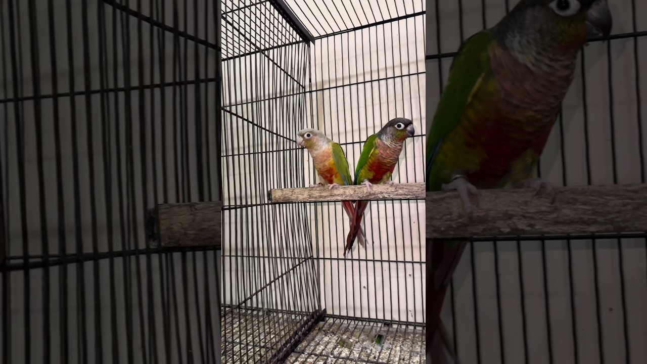 Conures Breeding Challenge Part 4 😍 #ardailypetvlogs #conureparrot #petshorts