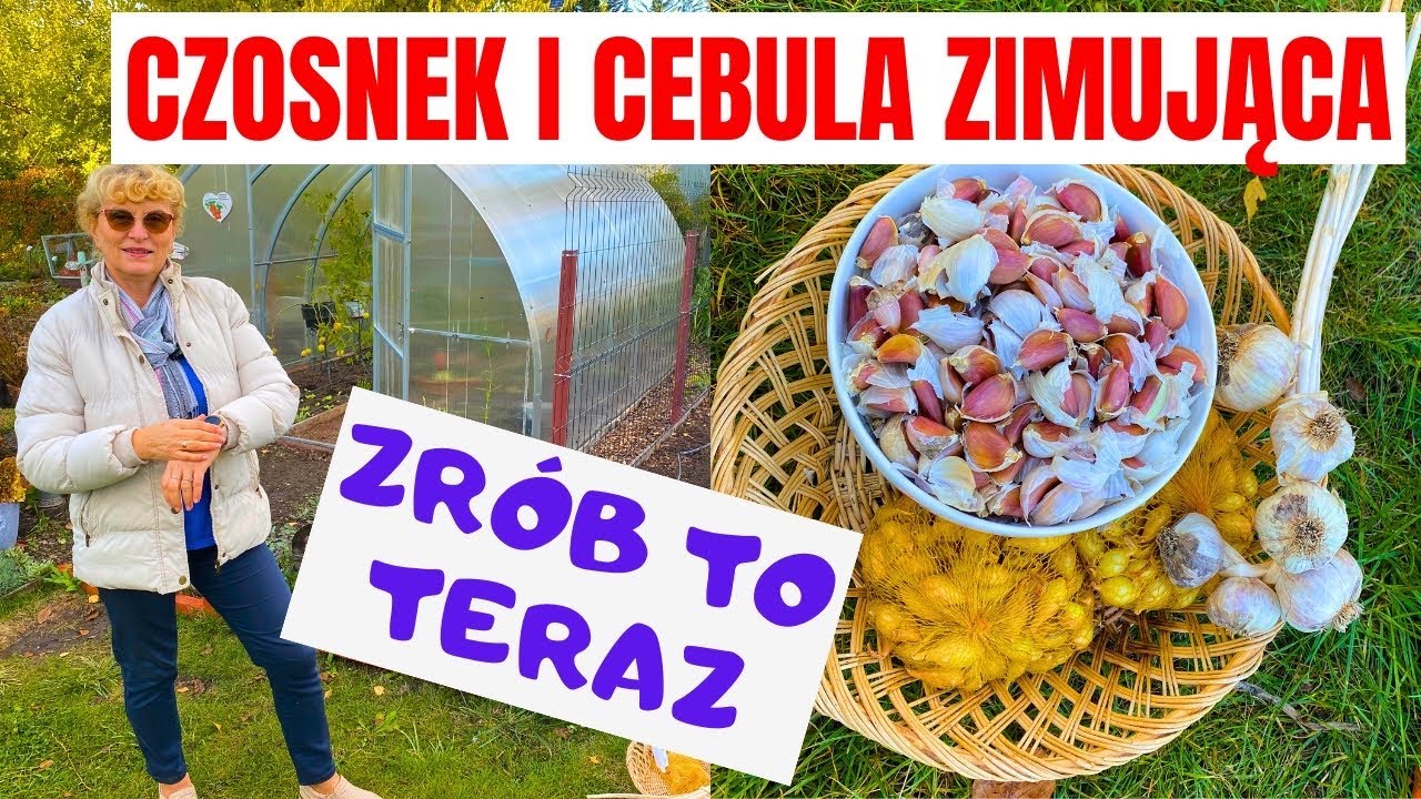 Jak sadzę czosnek i cebulę ozimą - moje doświadczenia 