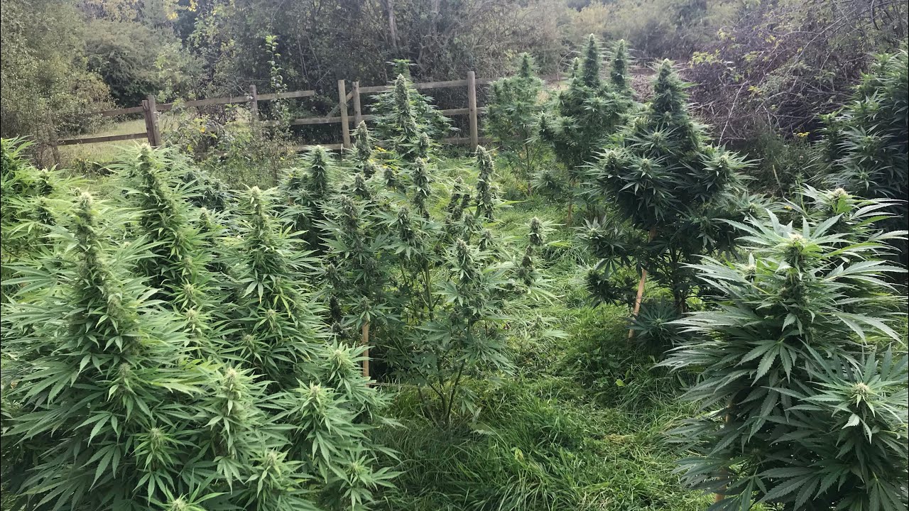 2020 GUERILLA GROW UK OUTDOOR  PHOTOPERIOD GROW its a big one