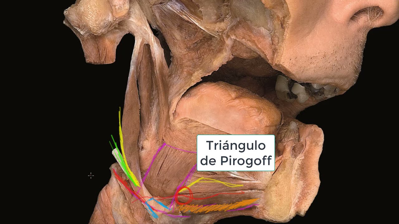 Doceavo par craneal: Hipogloso