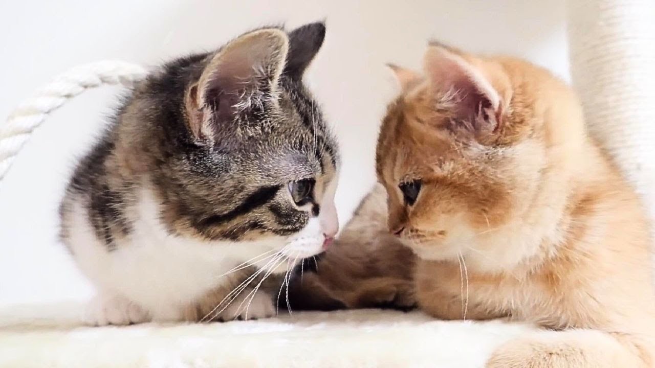 猫のCocoの思い出-Part1 出会いから娘猫のKikiが産まれるまで【Memories of the cat Coco-From meeting to becoming a daddy cat】