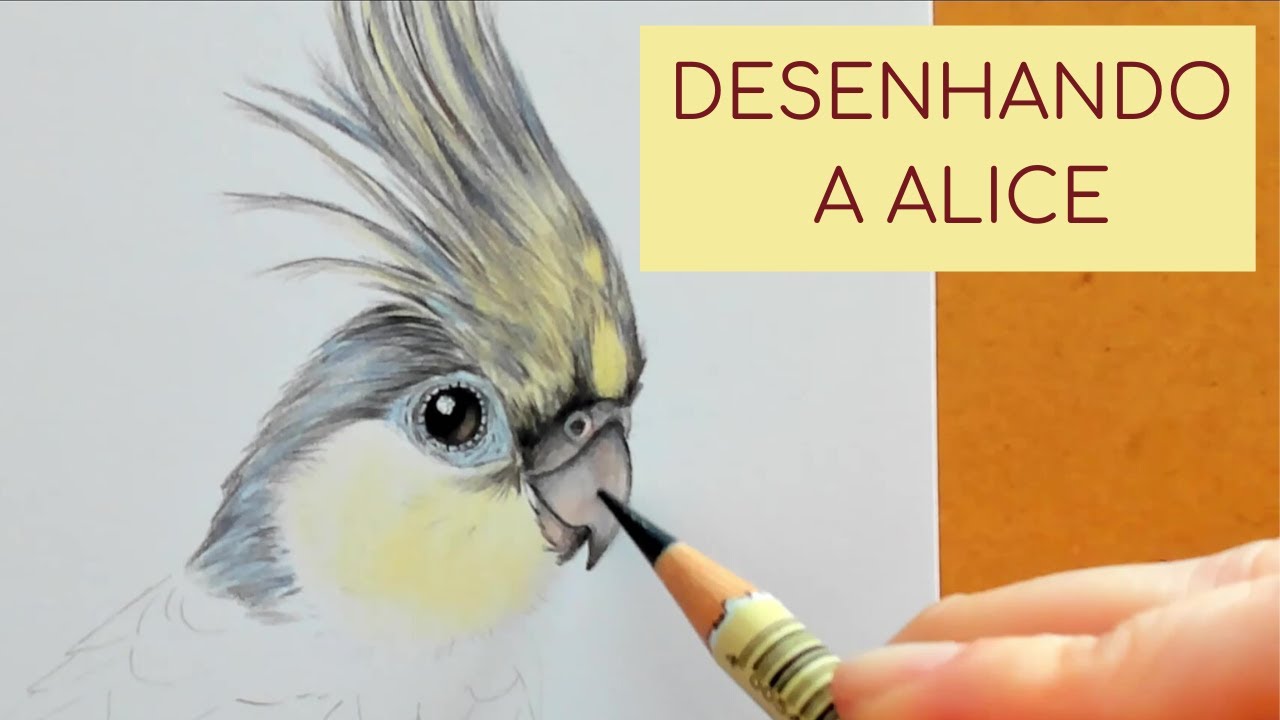 Desenhando a calopsita Alice